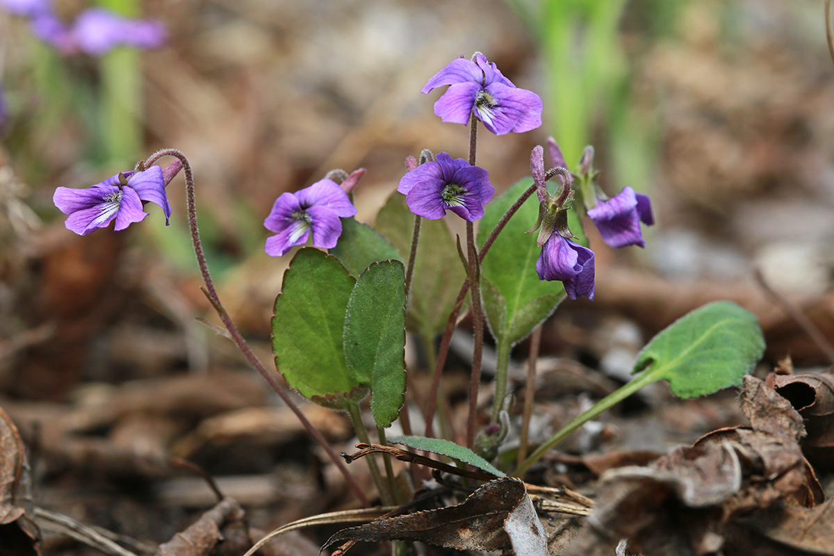 Image of Viola phalacrocarpa specimen.