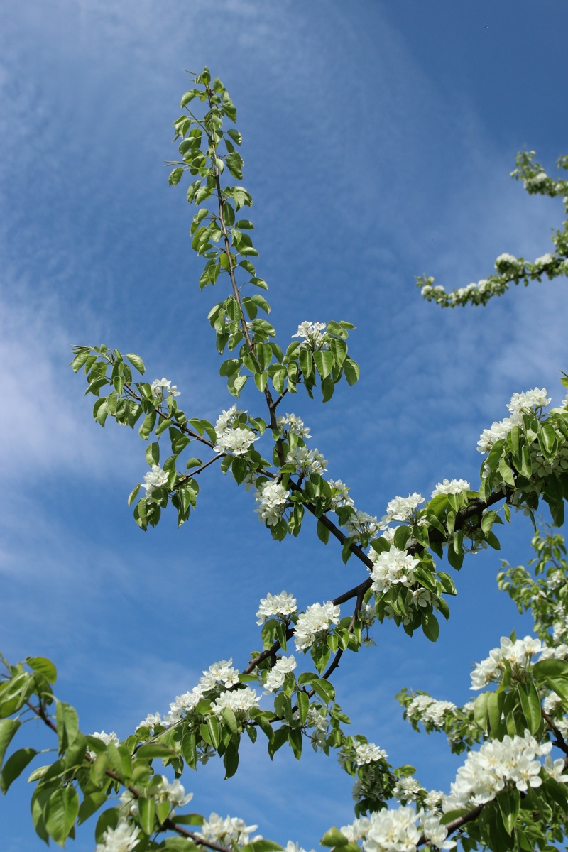 Image of Pyrus communis specimen.