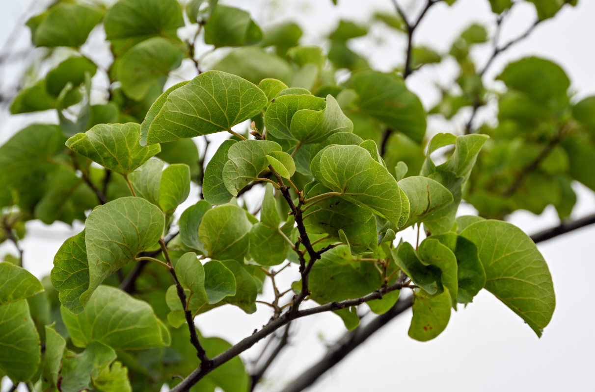 Image of Cercis siliquastrum specimen.