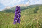 род Delphinium