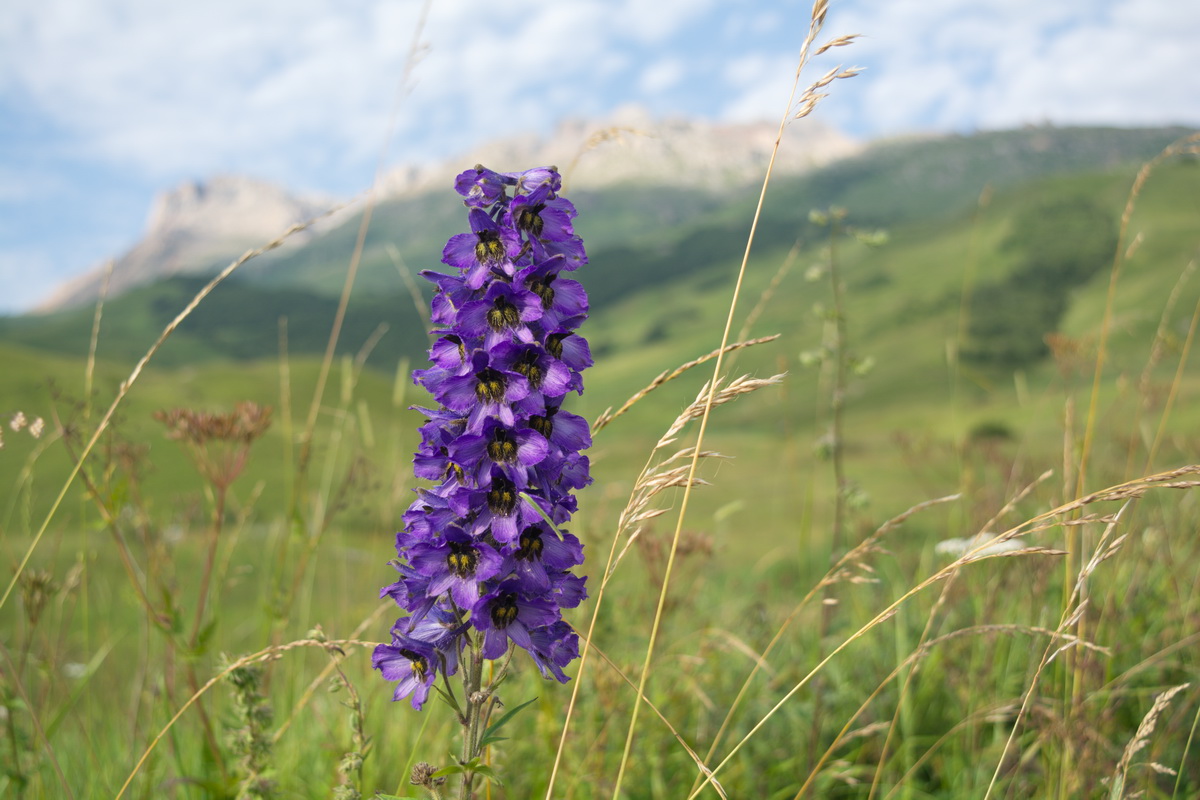 Image of genus Delphinium specimen.