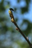 Quercus robur. Верхушка побега особи подроста с распускающимися почками и жуком (листоедом?). Ленинградская обл., Ломоносовский р-н, окр. дер. Ломаха; бровка дол. р. Ламошка, на известняке. 21.05.2023.