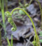 Phegopteris connectilis