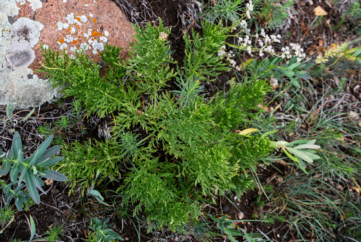 Image of genus Adonis specimen.