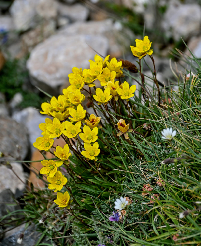 Изображение особи Saxifraga hirculus.