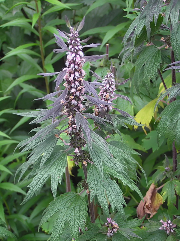 Изображение особи Leonurus quinquelobatus.