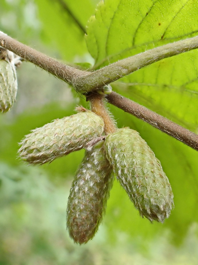 Image of Corylus mandshurica specimen.