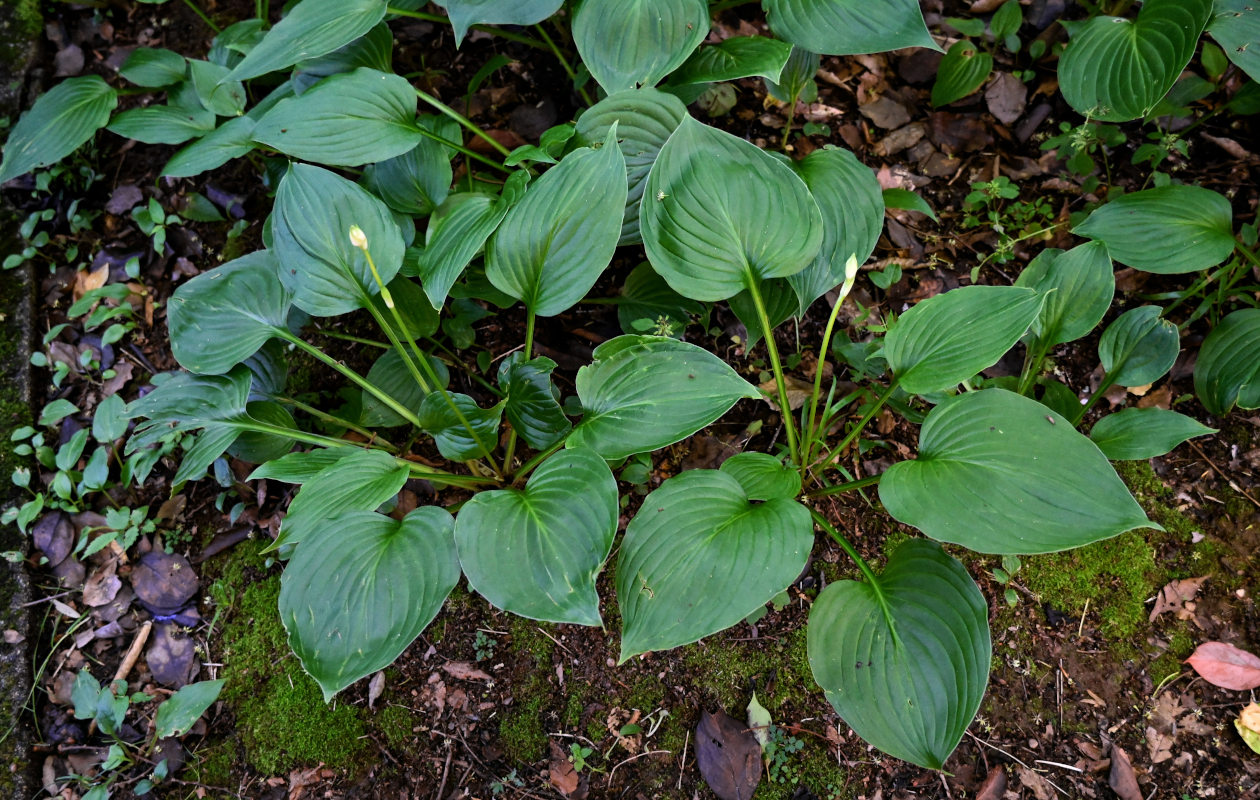 Image of Hosta plantaginea specimen.