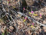 Rhododendron dauricum