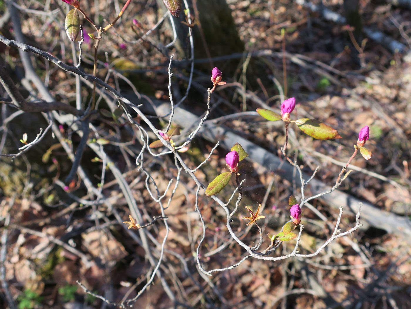 Изображение особи Rhododendron dauricum.