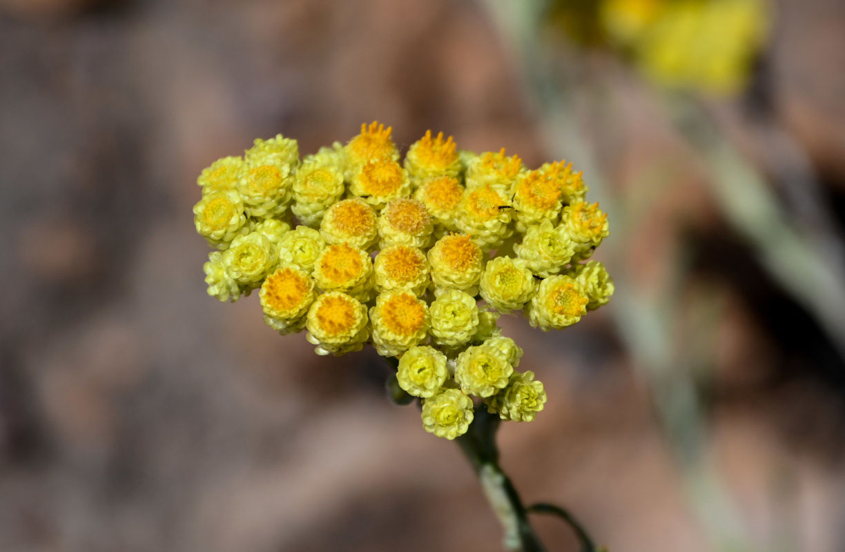 Image of Helichrysum arenarium specimen.