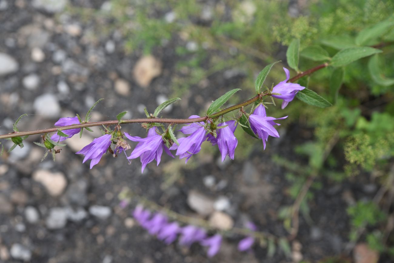 Изображение особи Campanula rapunculoides.