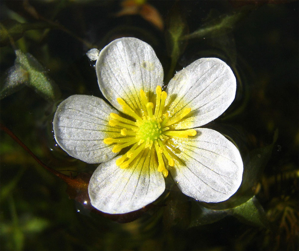 Изображение особи Ranunculus circinatus.