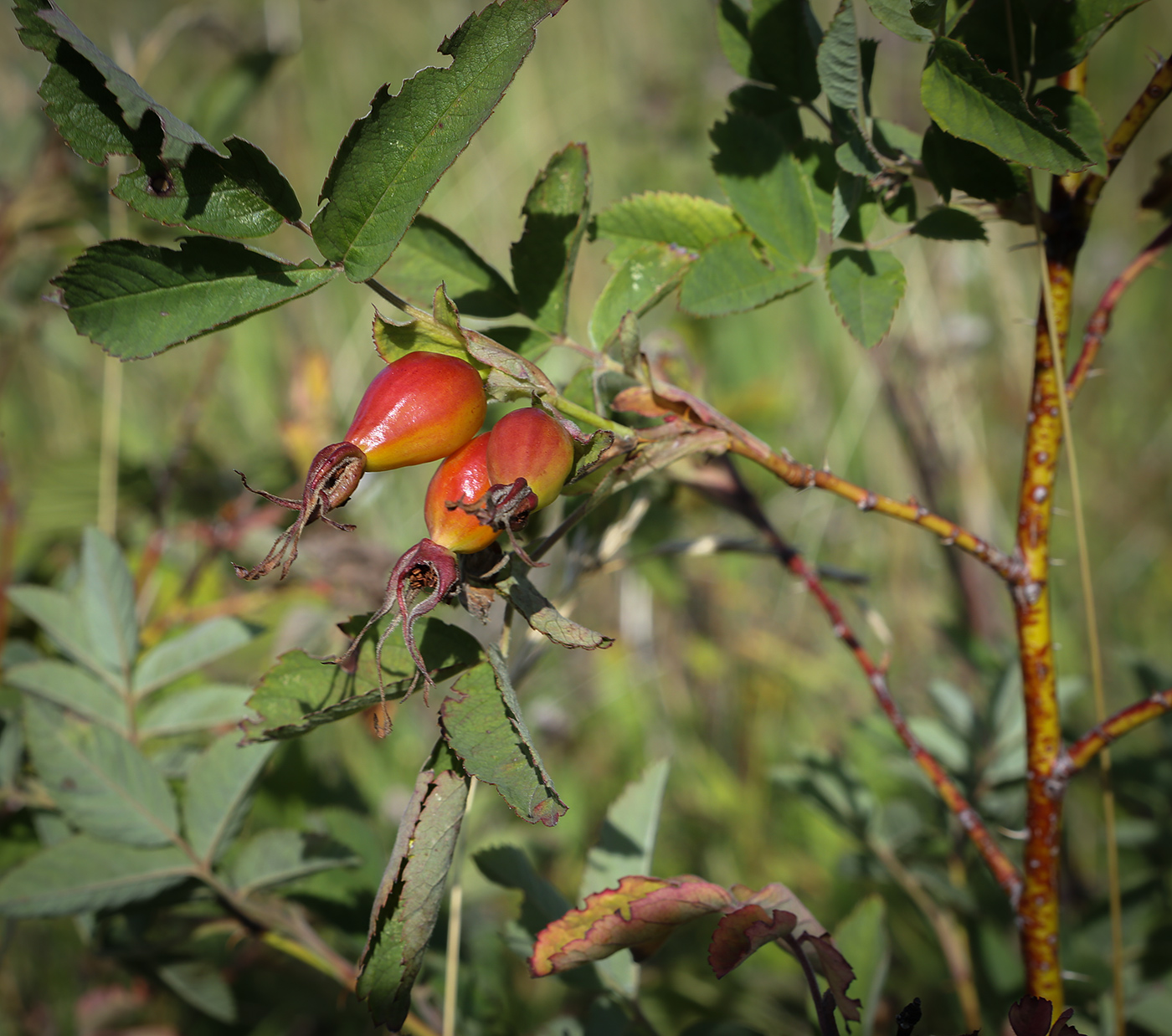 Image of Rosa cinnamomea specimen.