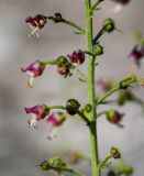 Scrophularia variegata. Часть соцветия. Армения, обл. Гегаркуник, берег оз. Севан, окр. с. Норашен, ≈ 1900 м н.у.м., каменистый склон. 21.06.2022.