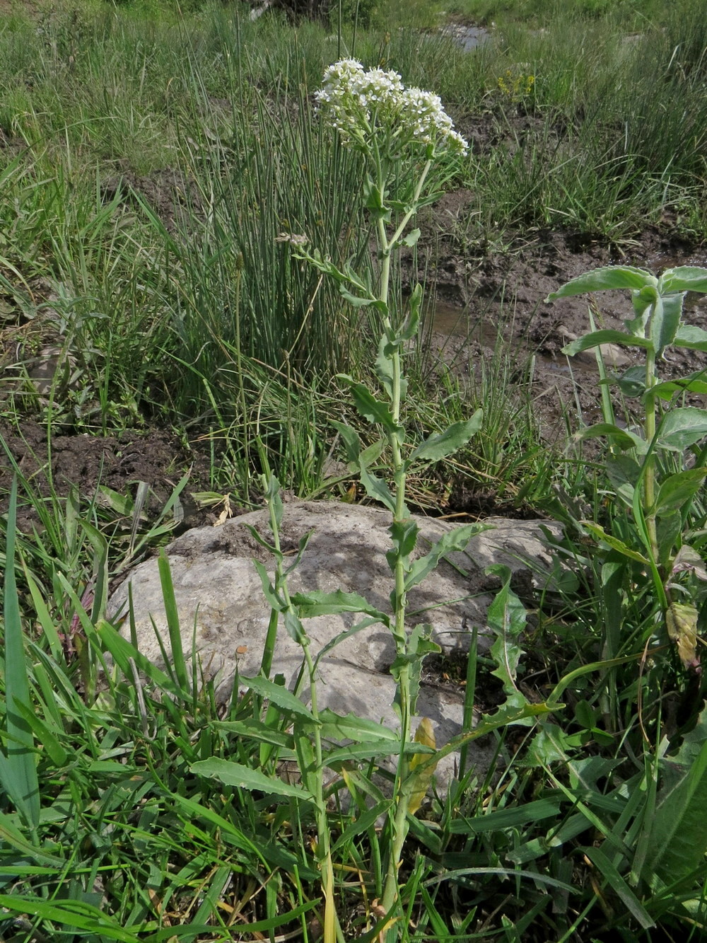 Image of Cardaria pubescens specimen.