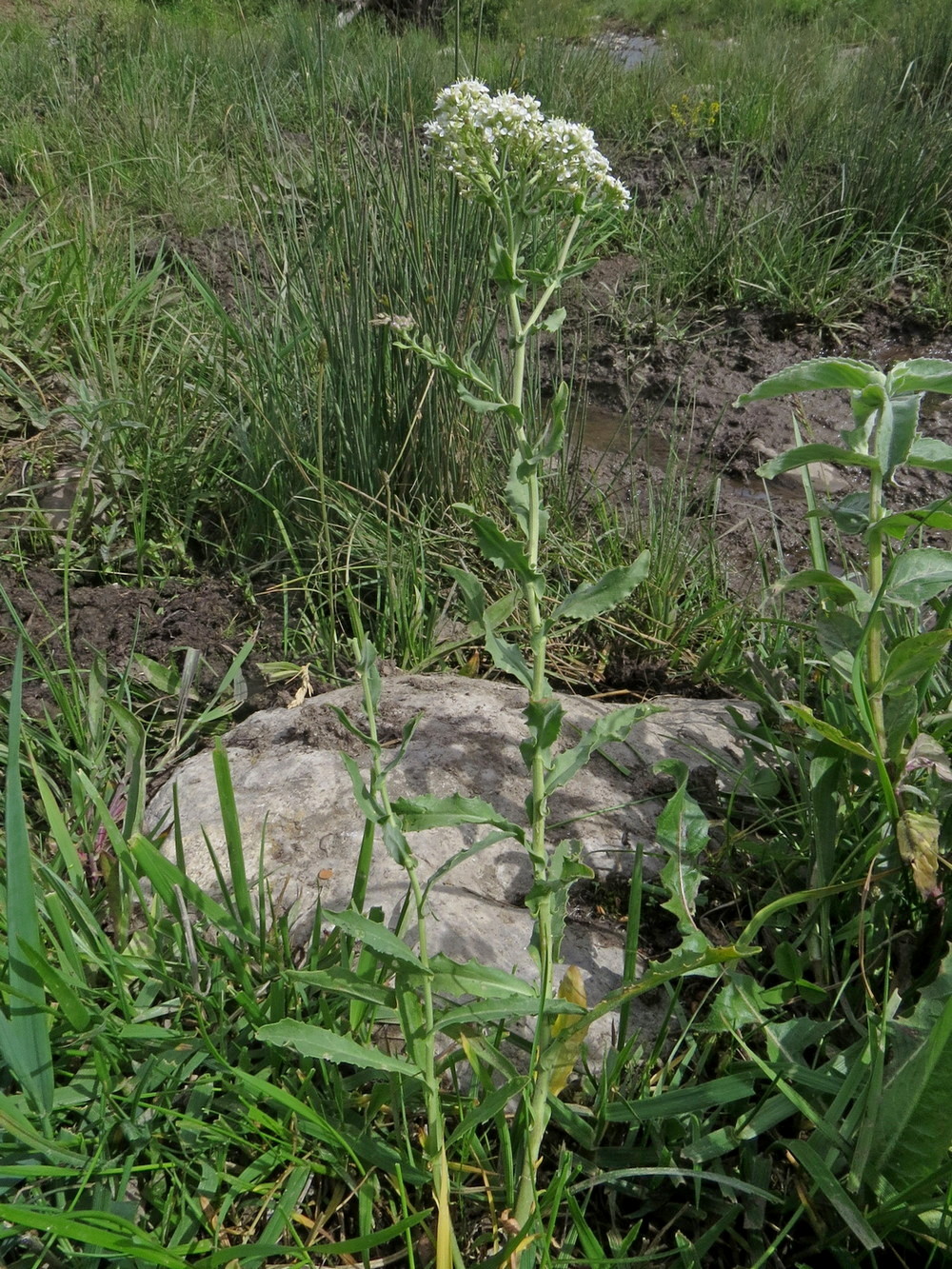 Image of Cardaria pubescens specimen.