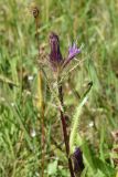 Cirsium simplex. Верхушка цветущего растения. Кабардино-Балкария, Эльбрусский р-н, гора Чегет, выс. ок. 2500 м н.у.м., окр. ведущей к оз. Донгуз-Орун тропы, луг. 28 августа 2023 г.