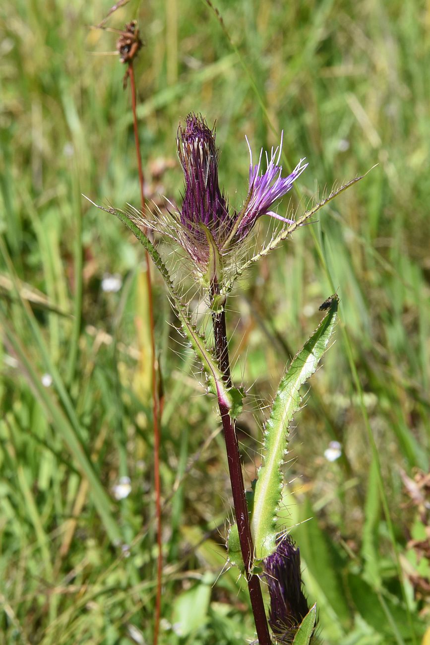 Изображение особи Cirsium simplex.