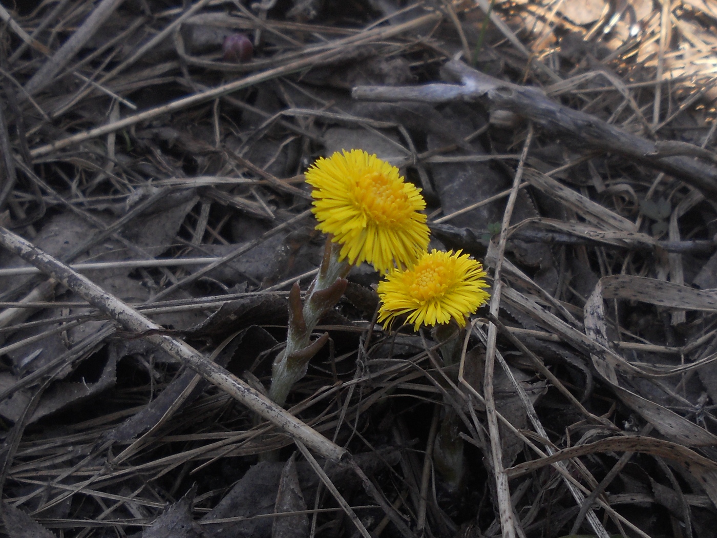 Image of Tussilago farfara specimen.