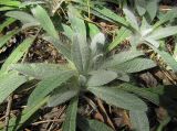 Pilosella officinarum
