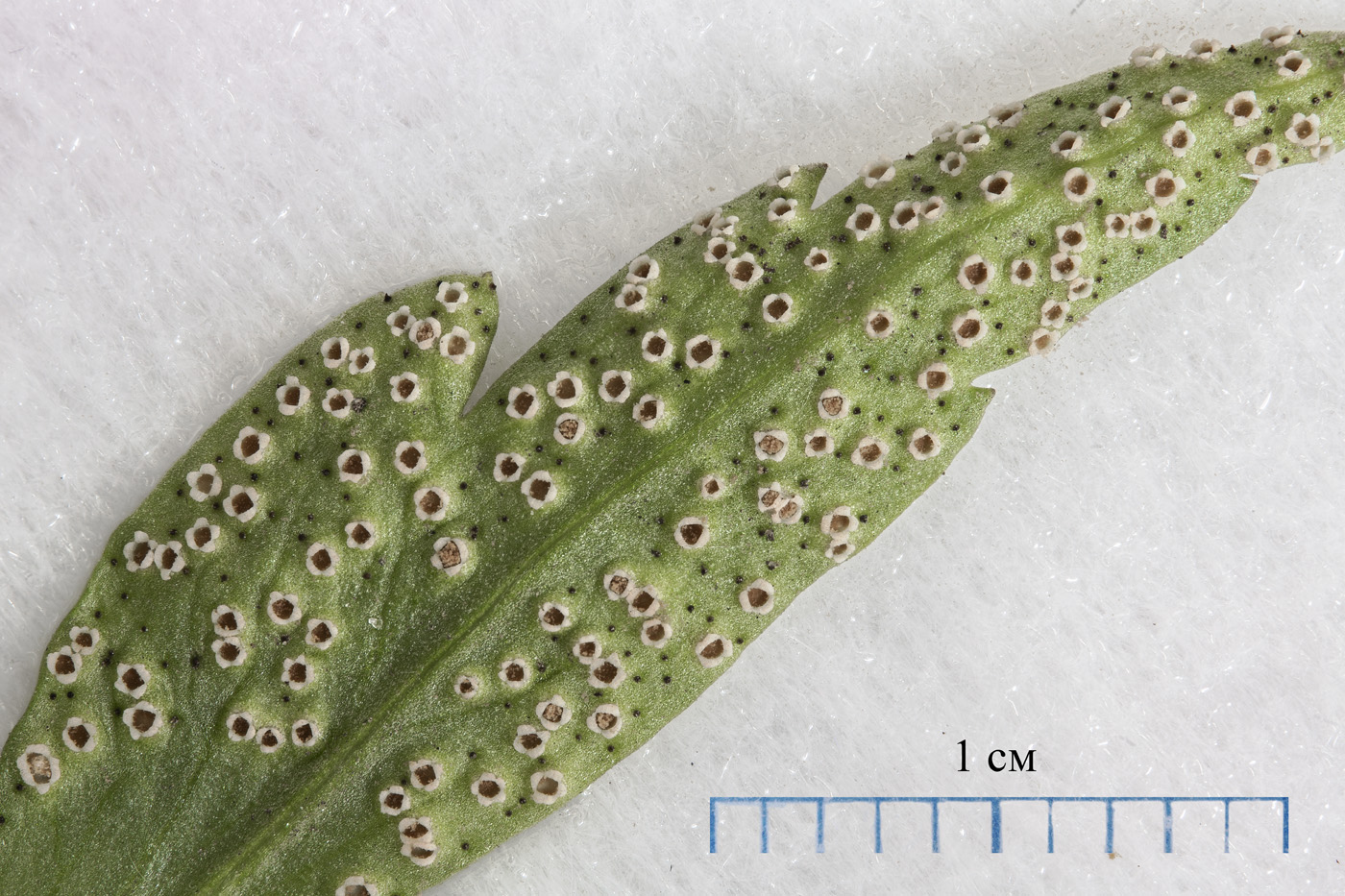 Image of Anemone ranunculoides specimen.