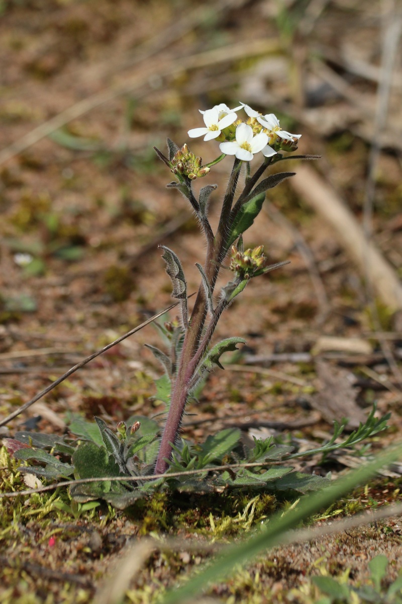 Изображение особи Arabidopsis arenosa.