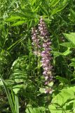 Ajuga reptans