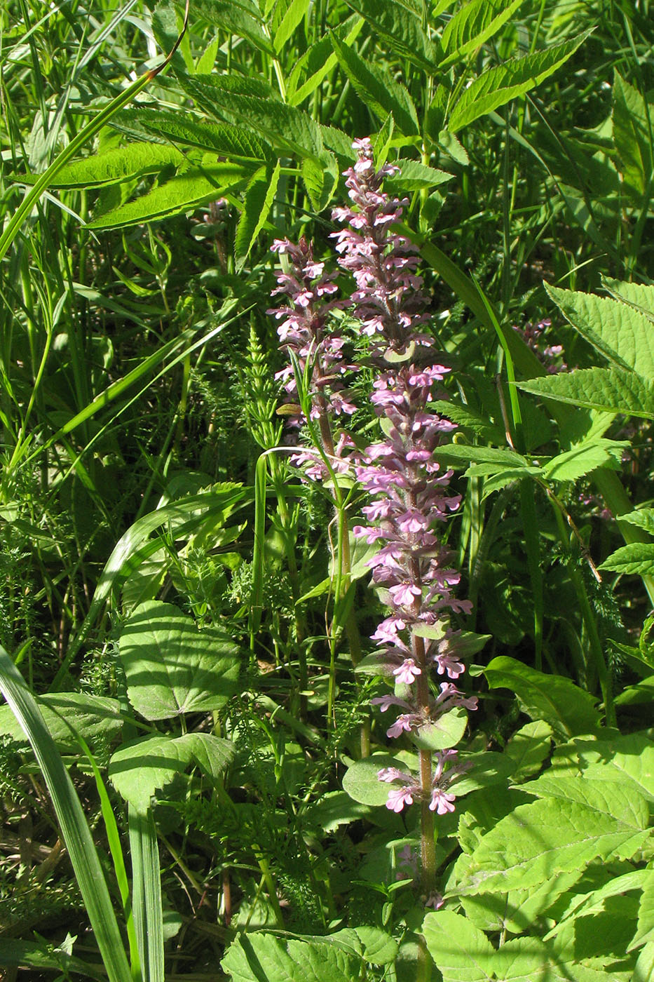 Изображение особи Ajuga reptans.