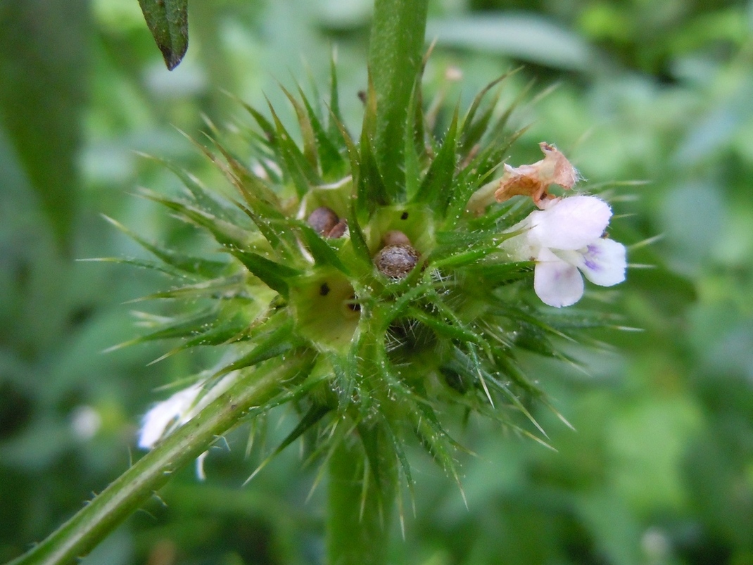 Изображение особи Galeopsis tetrahit.