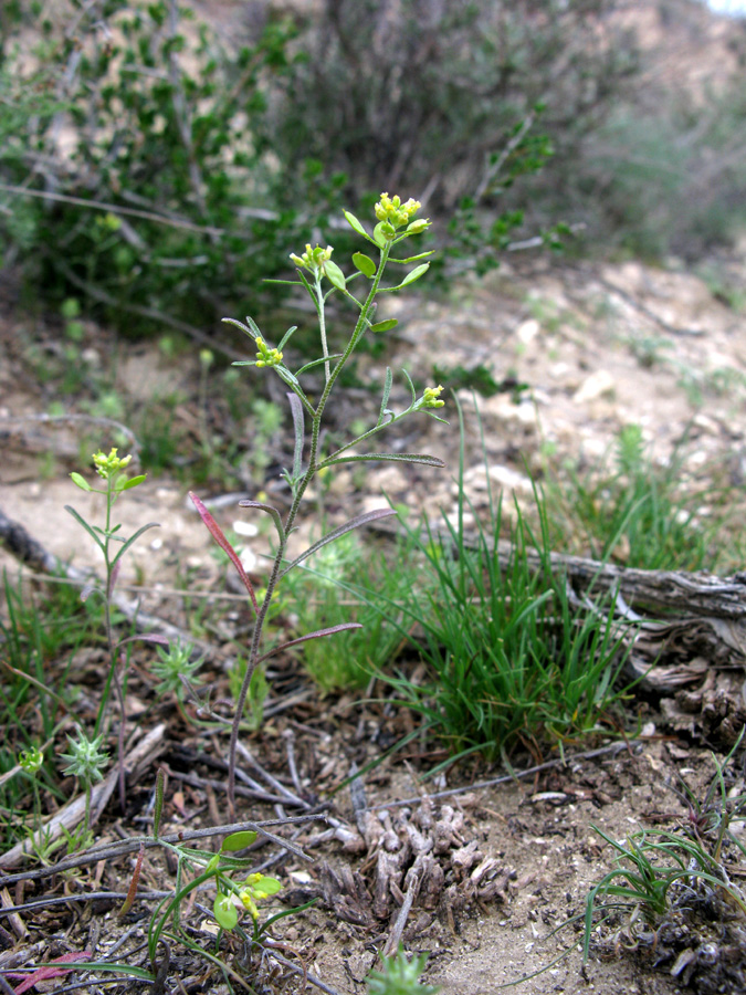 Изображение особи Meniocus linifolius.