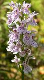 Dactylorhiza maculata