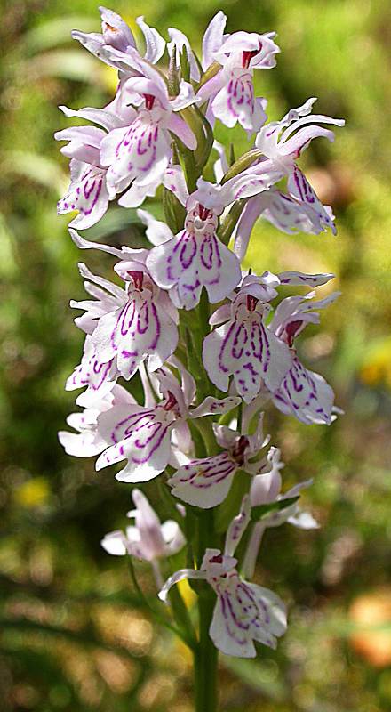 Изображение особи Dactylorhiza maculata.