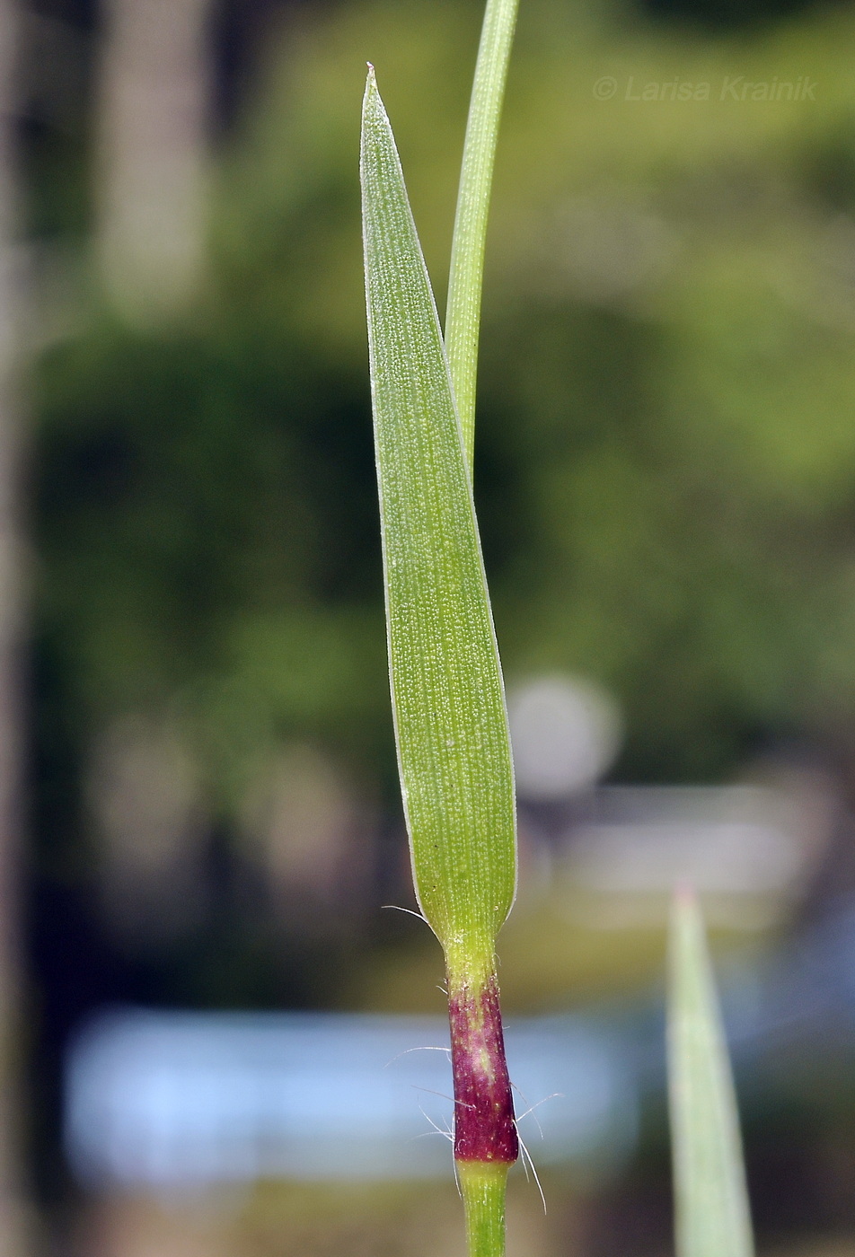 Image of Murdannia nudiflora specimen.