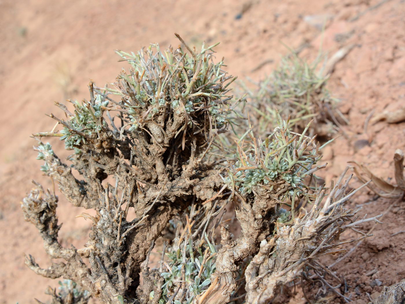 Image of Convolvulus tragacanthoides specimen.