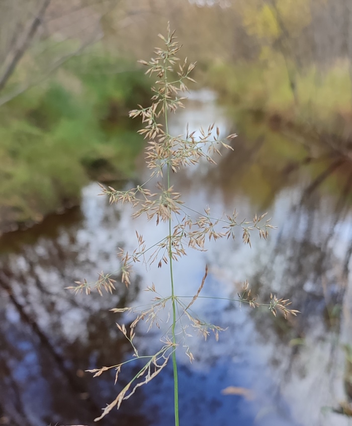 Image of Calamagrostis purpurea specimen.