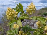 Sambucus racemosa