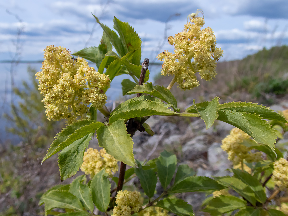 Изображение особи Sambucus racemosa.