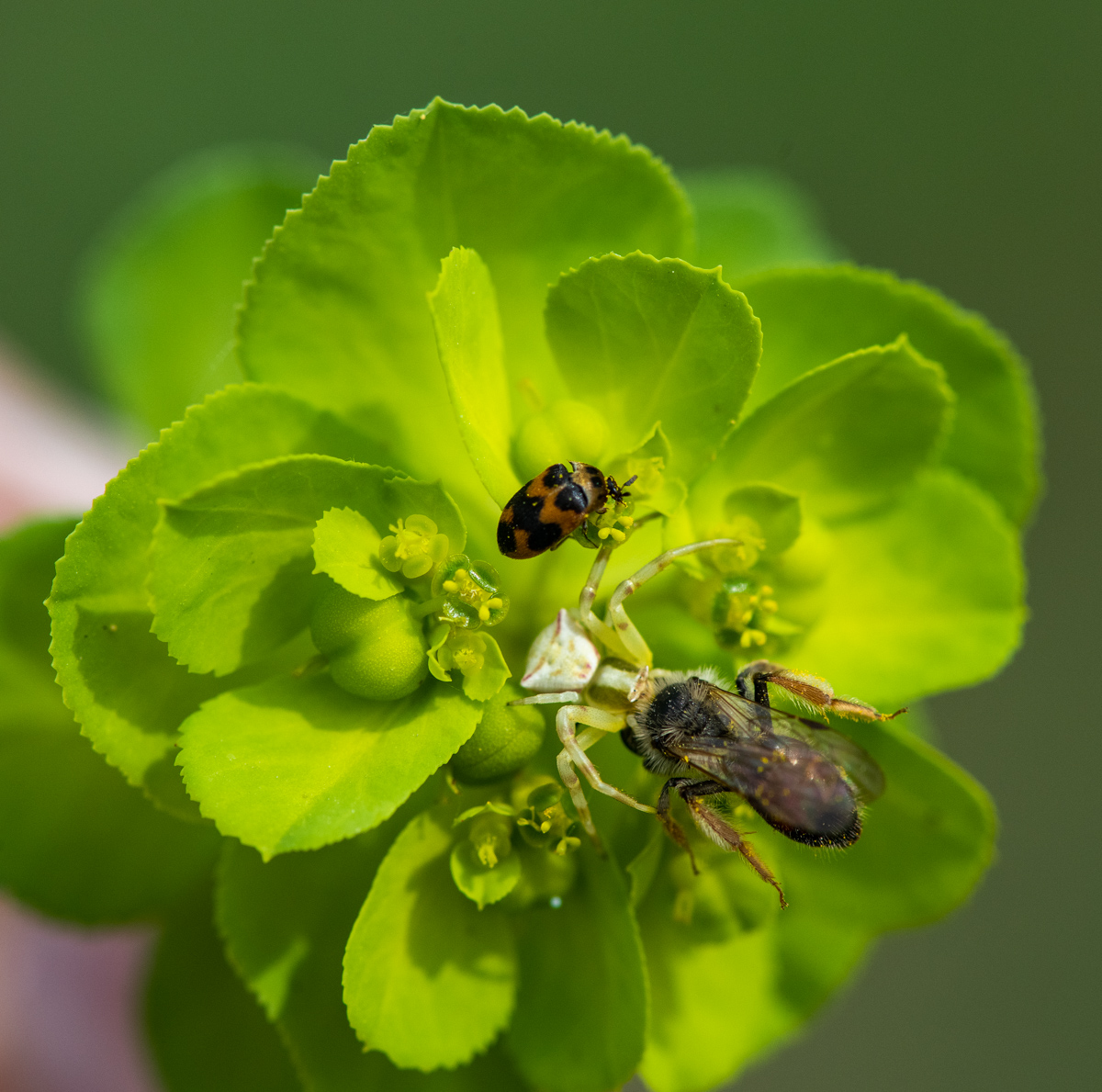 Image of Euphorbia helioscopia specimen.