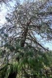 Pinus patula. Крона взрослого дерева. Краснодарский край, Сочи, Хостинский р-н, парк \"Дендрарий\", в культуре. 13.03.2025.
