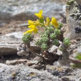 Draba bryoides