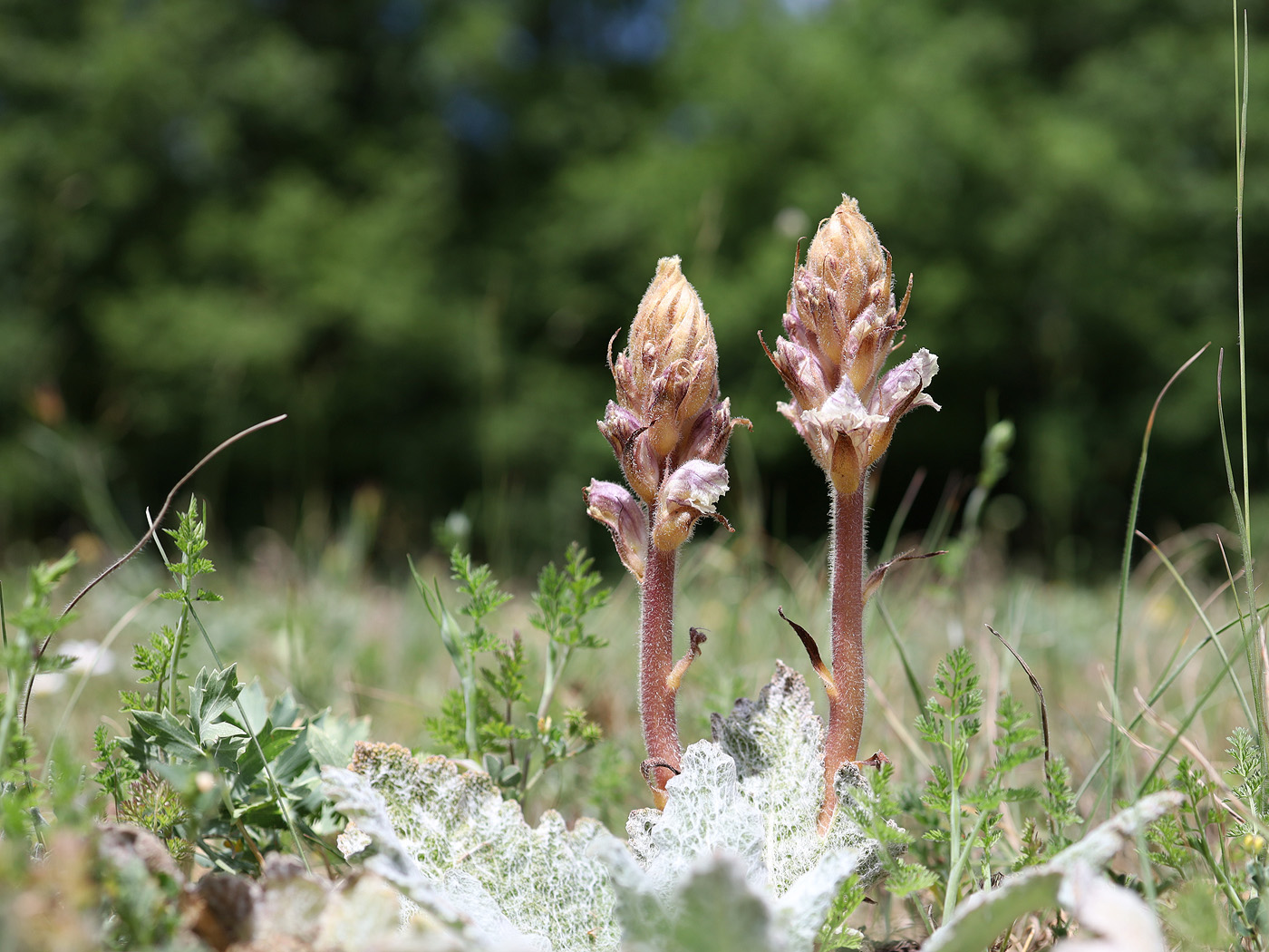 Image of Orobanche callieri specimen.
