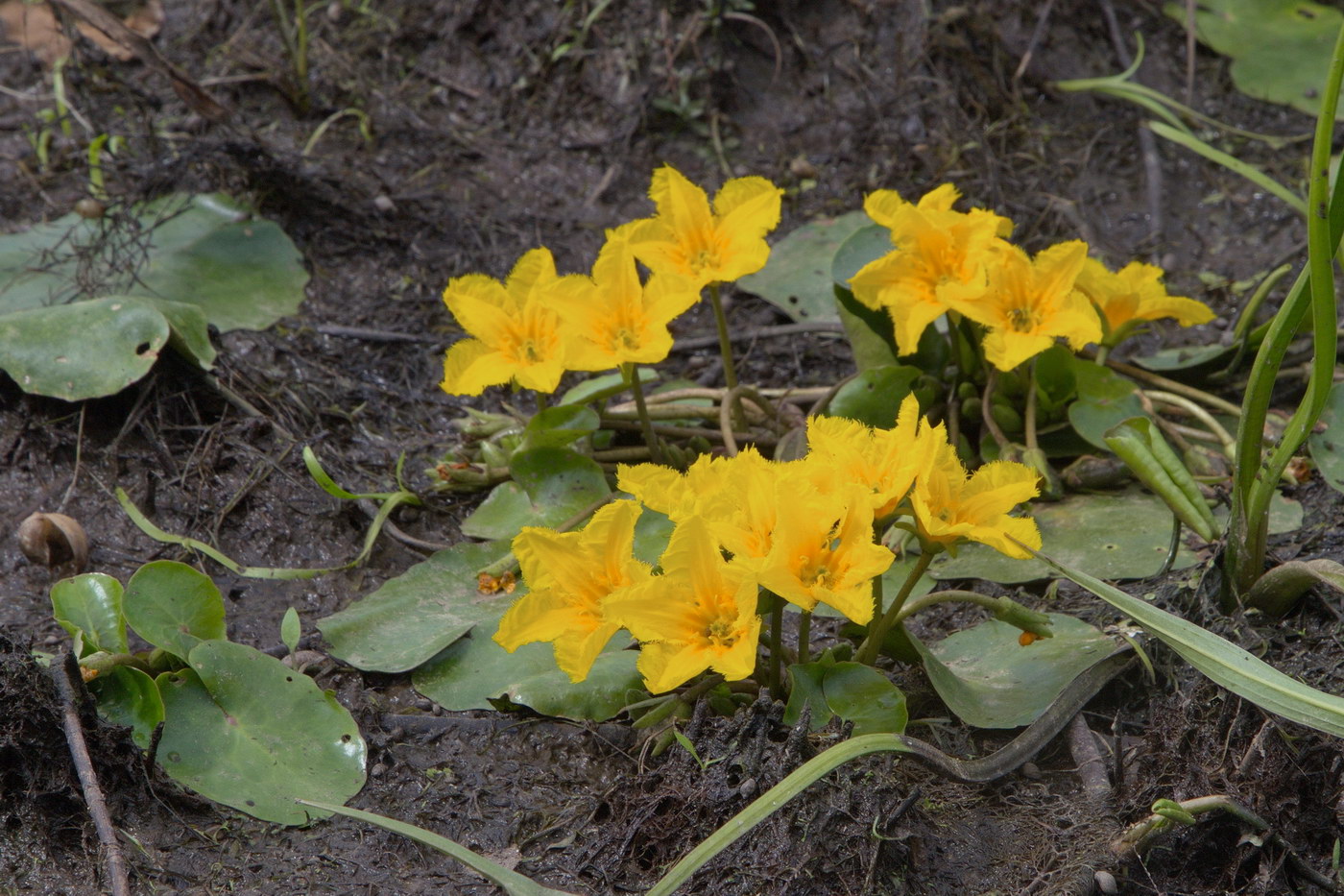 Изображение особи Nymphoides peltata.