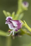 Image of taxon representative. Author is Максим Гуляев