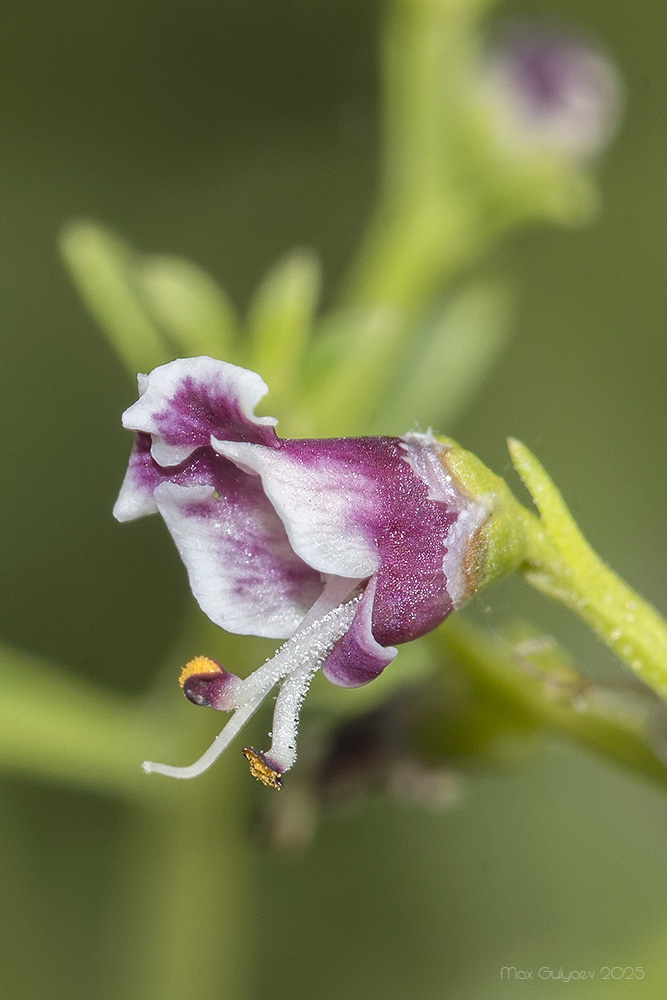 Image of Scrophularia bicolor specimen.