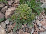 Archangelica brevicaulis