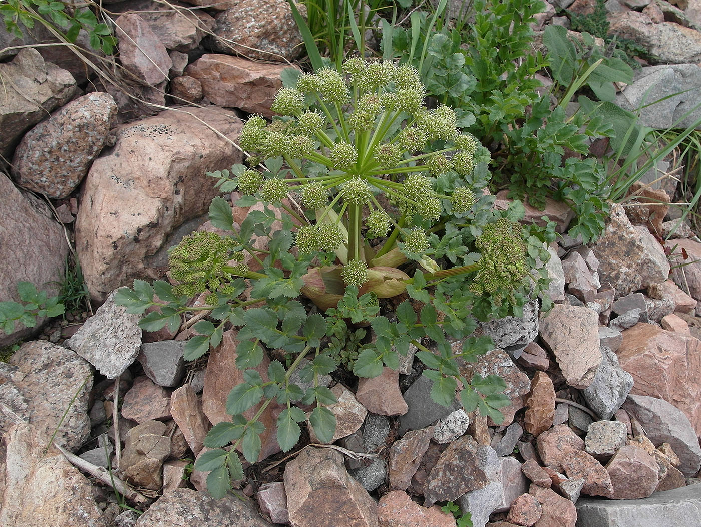 Изображение особи Archangelica brevicaulis.