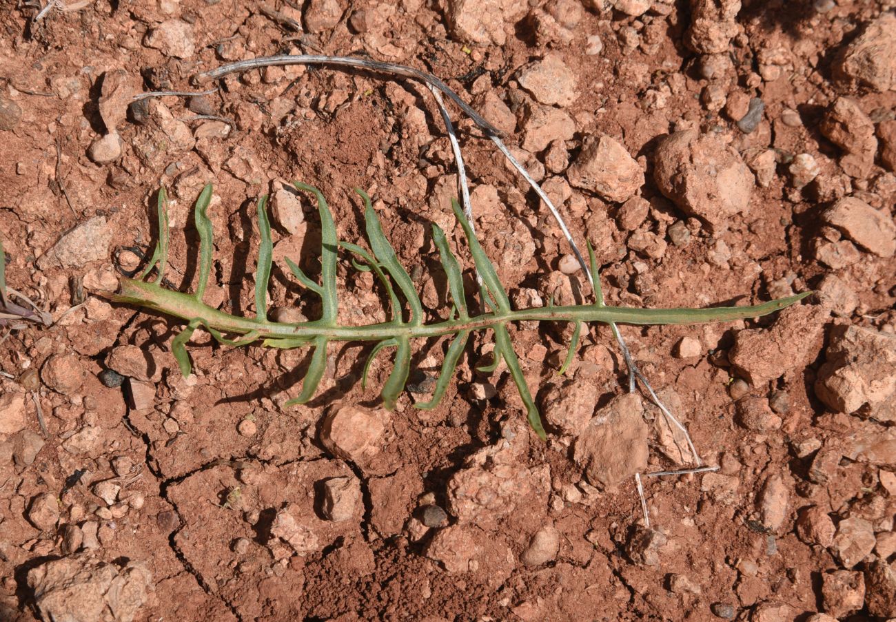 Image of Scorzonera meyeri specimen.
