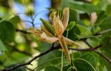 Liriodendron tulipifera