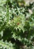 genus Carduus